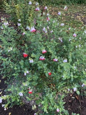 Solbærsalvie 'Hot lips'