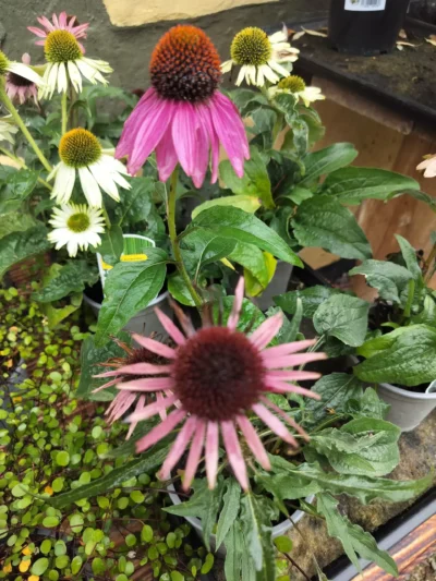 Solhat 'Dark rose' Solhat 'Dark rose'