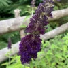 Sommerfuglebusk Buddleja 'black knight'