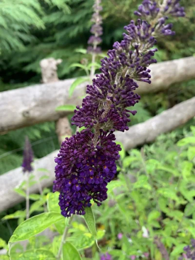 Sommerfuglebusk Buddleja 'black knight'