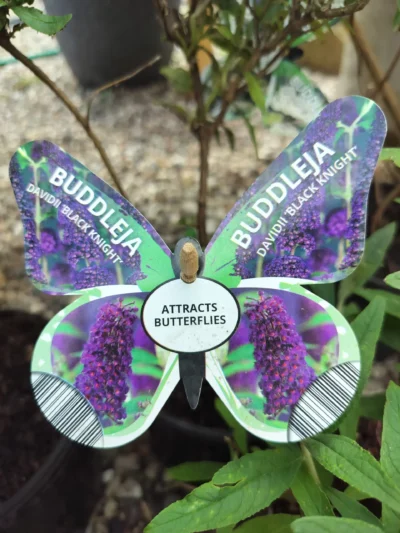 Sommerfuglebusk Buddleja 'black knight'