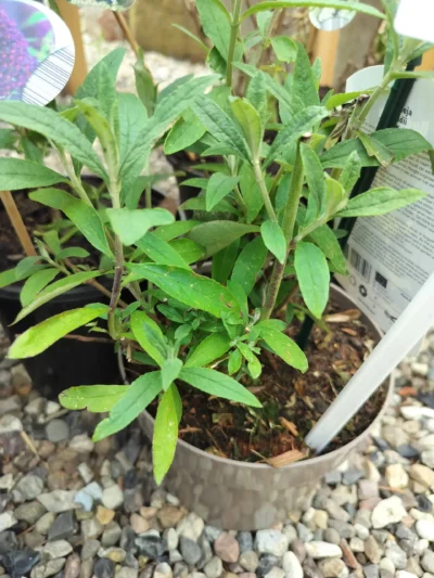 Sommerfuglebusk Buddleja 'black knight'