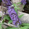 sommerfuglebusk Buddleja 'nanho blue'