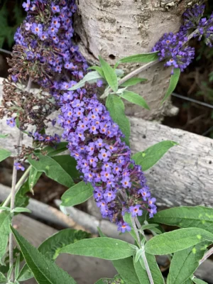 sommerfuglebusk Buddleja 'nanho blue'