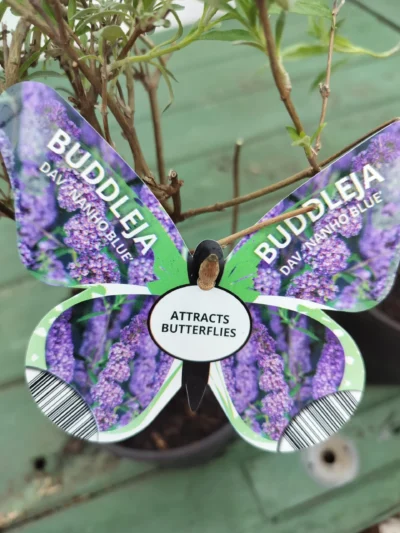 sommerfuglebusk Buddleja 'nanho blue'