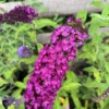 Sommerfuglebusk Buddleja ‘royal red’