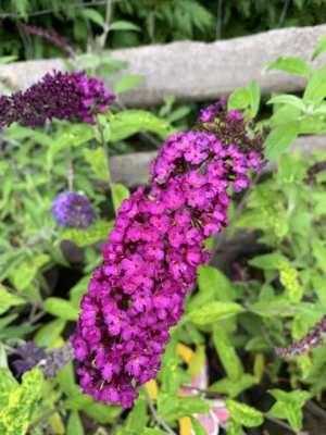 Sommerfuglebusk Buddleja ‘royal red’