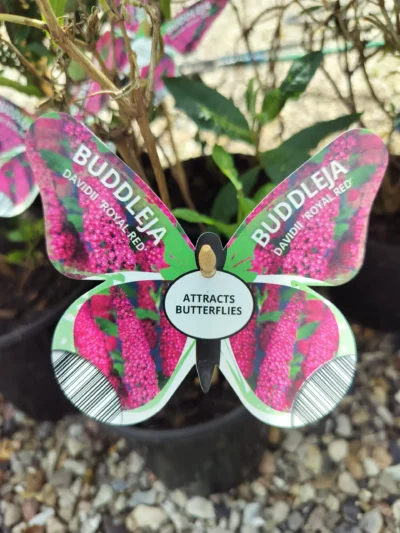 Sommerfuglebusk Buddleja ‘royal red’