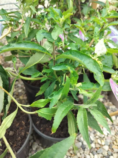 Sommerfuglebusk Buddleja ‘royal red’