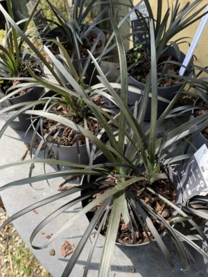 Sort slangeskæg Sort slangeskæg ‘Nigrescens’