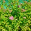 Japansk spiræa ‘Little princess’
