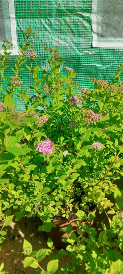 Japansk spiræa ‘Little princess’