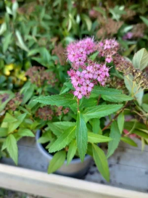 Japansk spiræa ‘Little princess’