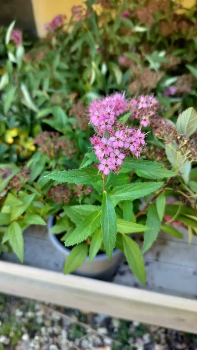 Japansk spiræa ‘Little princess’