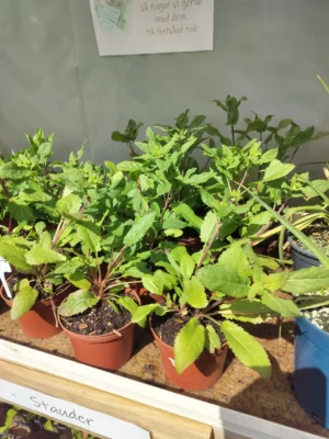 Staude salvie 'midnight purple'