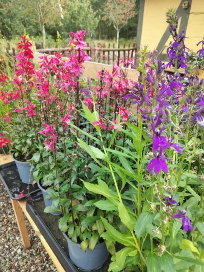 Staudelobelia (Lobelia speciosa)