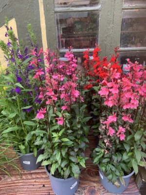 Staudelobelia (Lobelia speciosa)