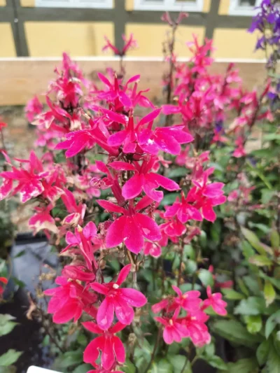 Staudelobelia (Lobelia speciosa)