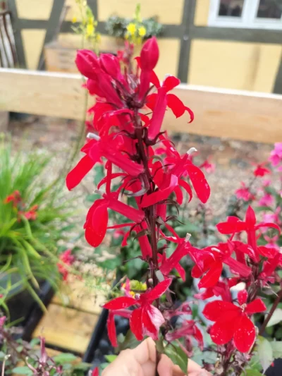 Staudelobelia (Lobelia speciosa)