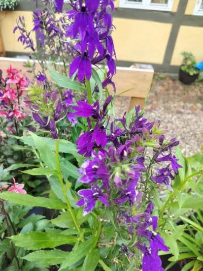 Staudelobelia (Lobelia speciosa)
