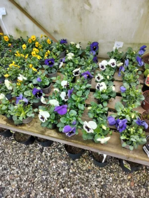 Stedmoderblomster