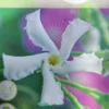 Stjernejasmin