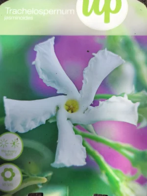 Stjernejasmin