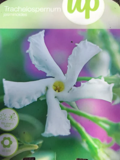 Stjernejasmin