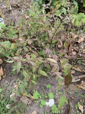 Stjernetop 'Yuki Cherry Blossom'