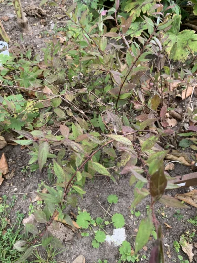 Stjernetop 'Yuki Cherry Blossom'