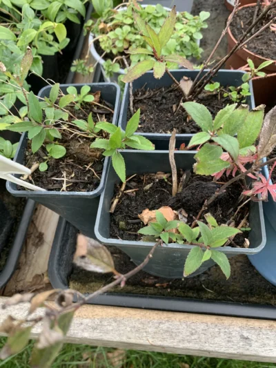 Stjernetop 'Yuki Cherry Blossom'