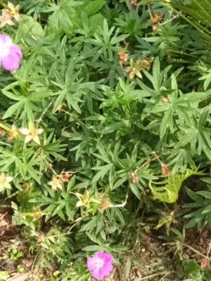 Storkenæb (Geranium)