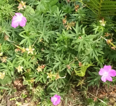 Storkenæb (Geranium)