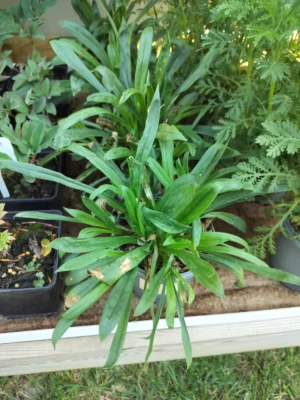 Tjærenellike Tjærenellike