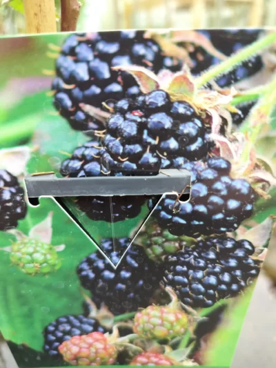 Tornfri brombær ‘Thornless evergreen’