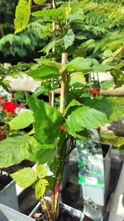 Tornfri brombær ‘Thornless evergreen’