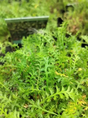 Trædebregne 'reptans' Trædebregne 'reptans'