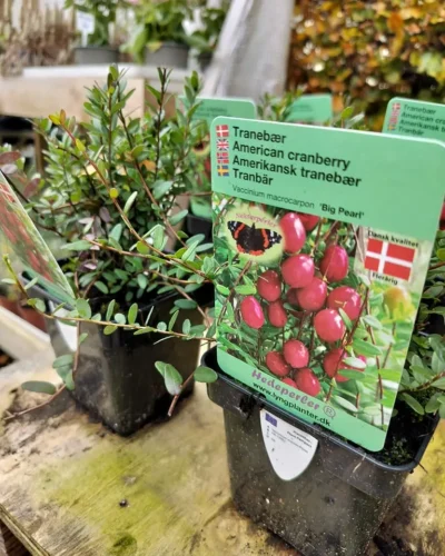 Tranebær ‘Big Pearl’
