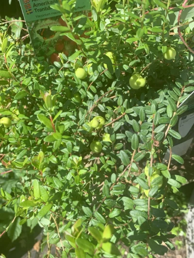 Tranebær ‘Big Pearl’