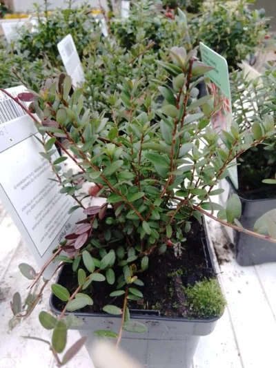 Tranebær ‘Big Pearl’