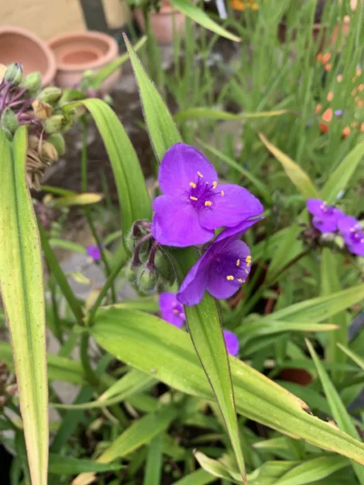 Trekantsblomst Trekantsblomst