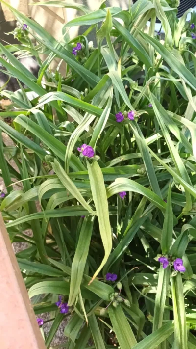 Trekantsblomst Trekantsblomst