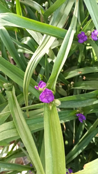 Trekantsblomst Trekantsblomst