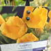 Trompetblomst (campsis) 'flava'