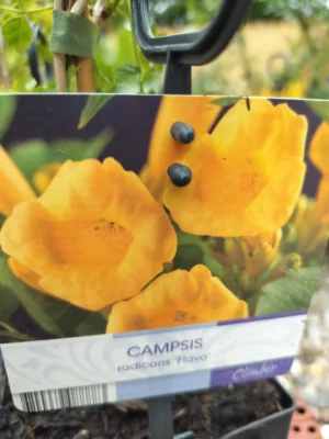 Trompetblomst (campsis) 'flava' Trompetblomst (campsis) 'flava'