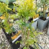 Trompetblomst (campsis) 'flava'