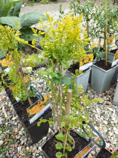 Trompetblomst (campsis) 'flava'
