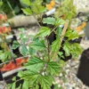 Trompetblomst (campsis) 'madame galen'