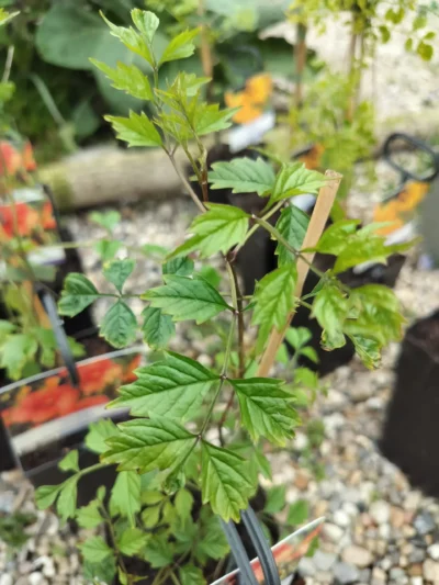 Trompetblomst (campsis) 'madame galen'