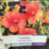 Trompetblomst (campsis) 'madame galen'